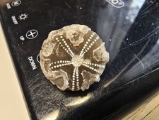  Seeigel Galerites Steinkern