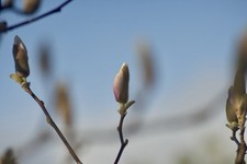 Pentacon 200mm f4 15-Blatt