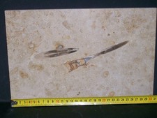 Belemniten-Platte Fossil