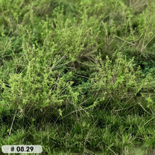 Wildes Unkraut im Sommer -