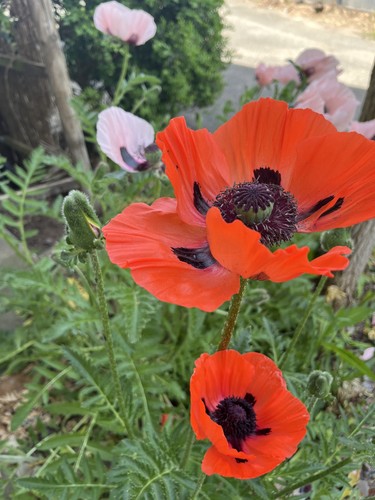 Riesenmohn türkischer mohn - ,