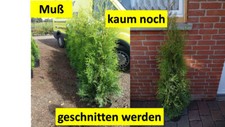 NEUHEIT Thuja occidentalis