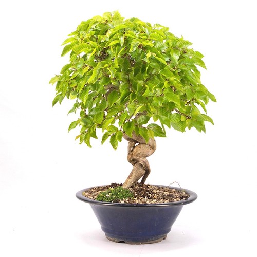 Bonsai koreanische hainbuche - bonsai,