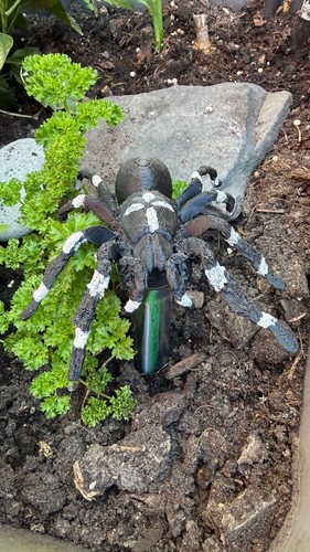 Geocache spinne petg - geocache,