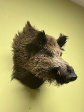 Wildschweinkopf, Wildschwein