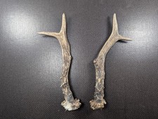 Rehgeweih Pärchen Rehbock