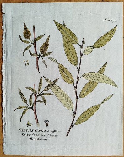 Weide salix vietz - salix, +