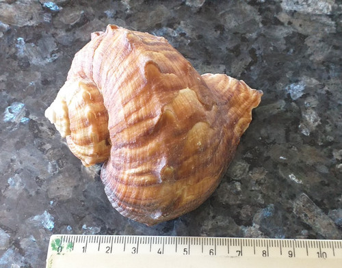 Muschel schnecke miri - schnecke,