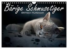 Bärige schmusetiger - bärige,