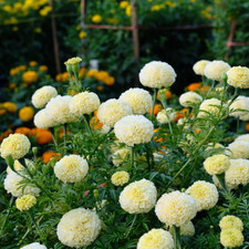 Tagetes Kilimanjaro White, cremeweiß, pflegeleicht, afrikanischer Typ 0,2 g