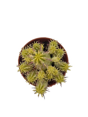 Euphorbia aggregata variegata