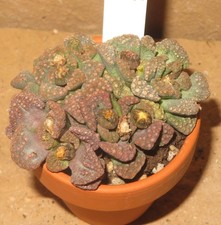 Titanopsis calcarea Mesembs