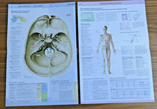 # PROMETHEUS Anatomie Poster