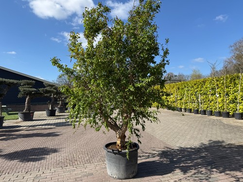 Granatapfelbaum punica - granatapfelbaum,