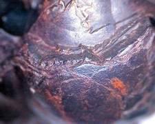 Roter Glaskopf u.a. Knollengrube Bad Lauterbe/Harz In Dose 40 mm v. 2004 Nr. 56g