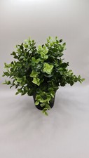 Fejka Ikea OREGANO Pflanze "Künstlich" grün Pflanze Wohnen Blumen Kräuter 9cm