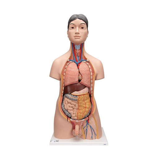 Scientific b32 deluxe - 3b,
