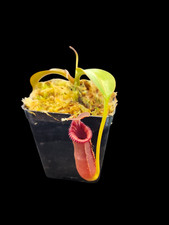 Nepenthes Lowii x Edwardsiana