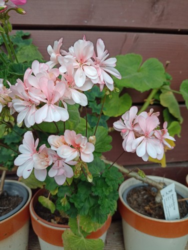 Zwerg pelargonie geranie - zwerg-pelargonie,