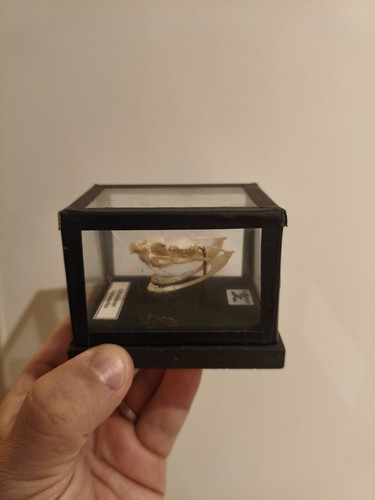 Schädel giftschlange skelett - schädel,
