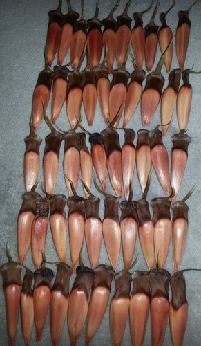 Samen von der araucaria syn - von,