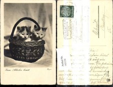 143134,Foto Ak Tiere Katzen