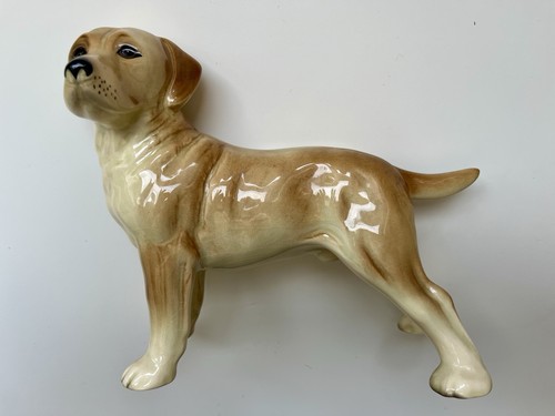 Großer labrador hund - großer,