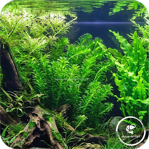 20x egeria densa - 20x,