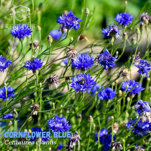 000 samen blaue - blaue, kornblume