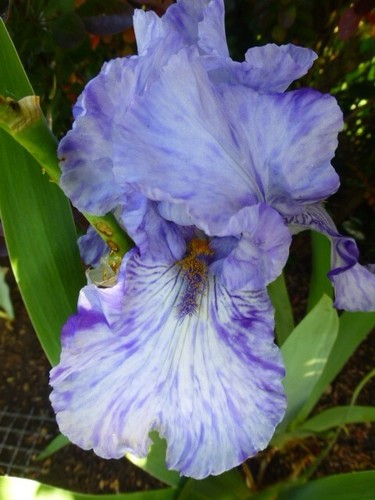 Iris schwertlilie hohe - iris,, schwertlilie,