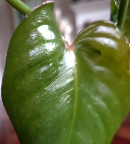 Rare philodendron sodiroi - rare,