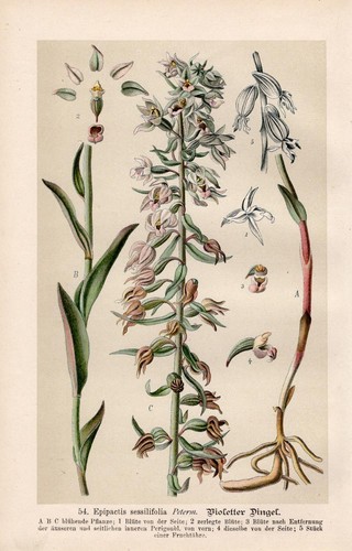 Epipactis sessilifolia - ,