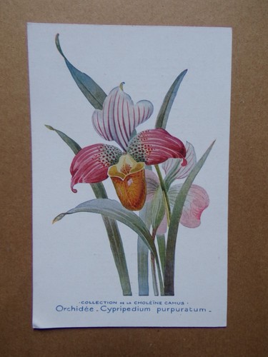 Orchidee karte cypripedium - §,