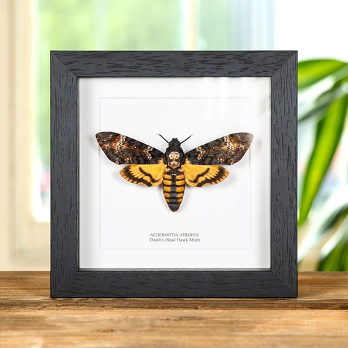 Death head hawk moth box - death's,