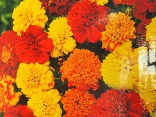 Saatgut studentenblumensamen - saatgut,