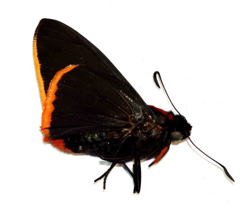 Lepidoptera hesperiidae - lepidoptera,,