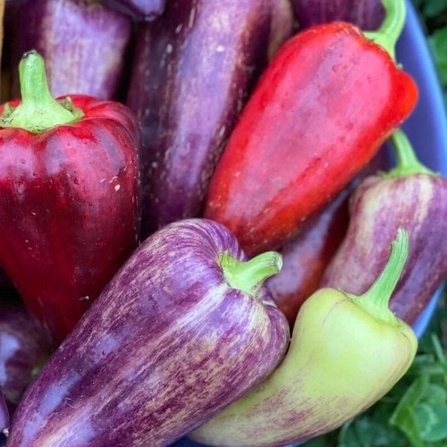 Süße paprika violet - paprika,