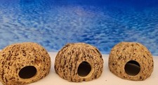 Paranuss halbschalen aquarium - paranuss,