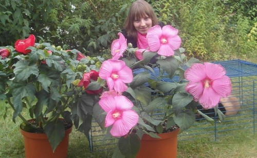 Hibiskus duftkraut riesige - hibiskus,