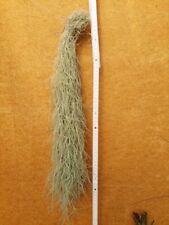 Tillandsia usneoides