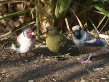 Vögel deko figur - vögel, vogel