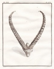 Ibex Capricorn Alpine