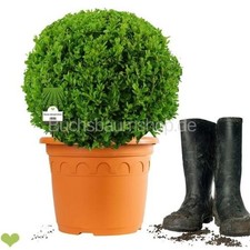 Buchsbaum Kugel 30-35cm o