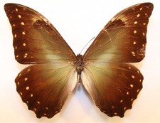 Morpho hercules