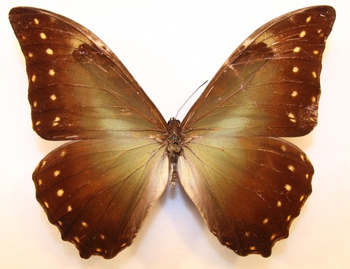 Morpho hercules