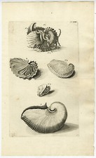 Antiker druck nautilus - antiker, druck-nautilus