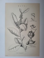 Antiker Druck 1870 Mate Gravur