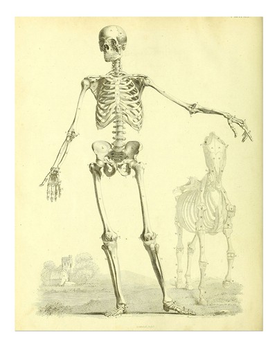 Vintage skelett anatomie - vintage,