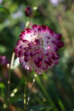 Dahlia DAHLIE Knollen: Little Robert weiß purpur