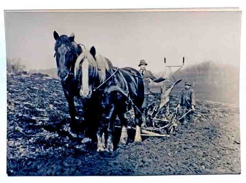 Altes foto pferdegespann - sw,